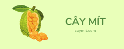 Cây Mít